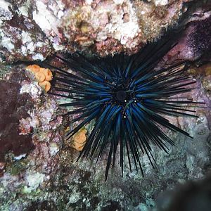 CRW_7121