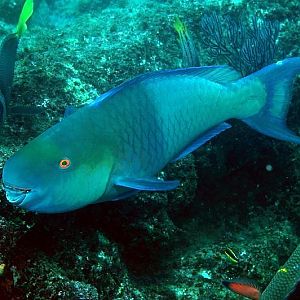 Parrot Fish