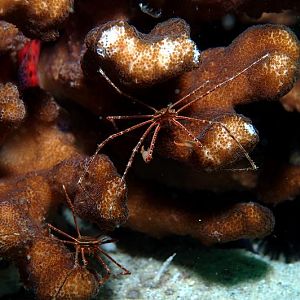Arrow Crabs