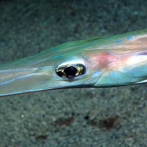 Needle fish