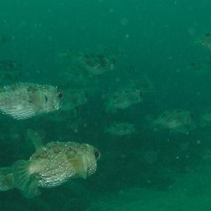 puffers for days