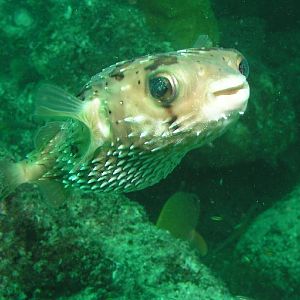 puffer