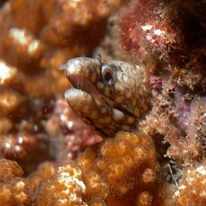Minieel