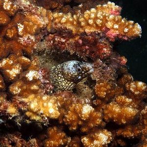 Minieel