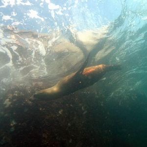 Sealion