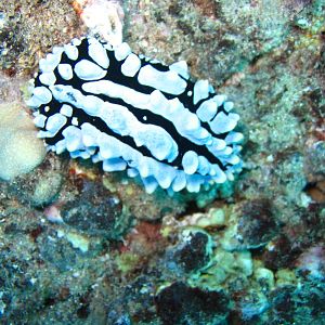 Nudibranc