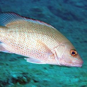 Snapper