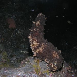dance of the sea cucumbers