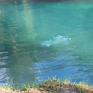 Diver Down