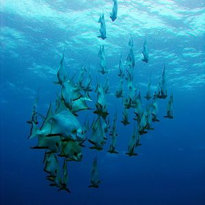 Fish-School1
