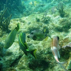 Pickled Piller Reef