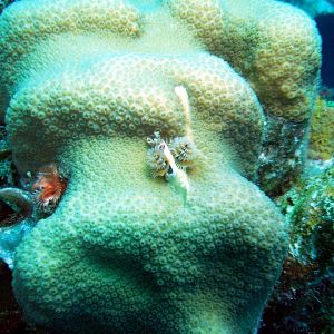 Coral