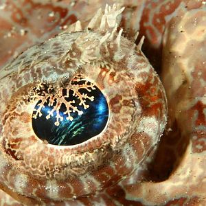 Crocodilefish Eye