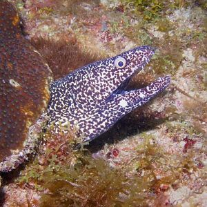 Eel