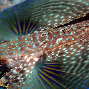 Flying Gurnard