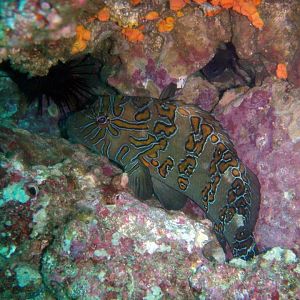 Giant Hawkfish