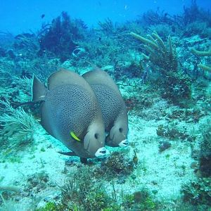 Mirror Angelfish