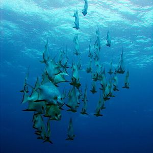 School of fish