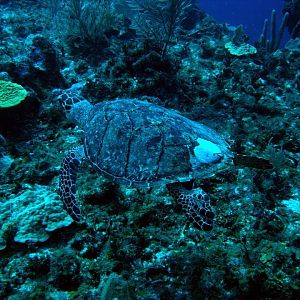 Turtle