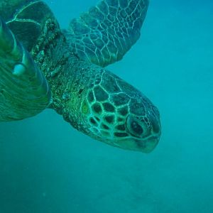 Turtlehead