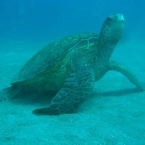TurtleWP