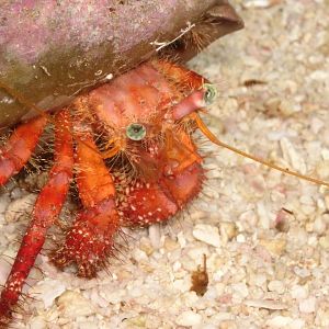 Crab
