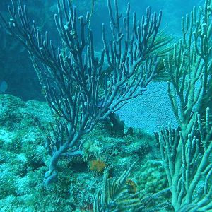 Finger coral