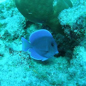 Blue tang