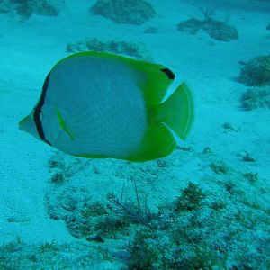 Spotfin butterfly