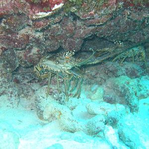 Pair of lobster