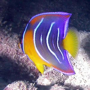 Juvenile Queen Angel