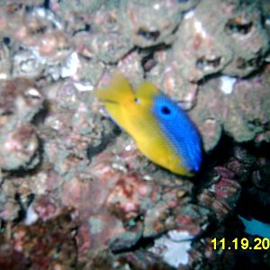 Fish life on rig dive