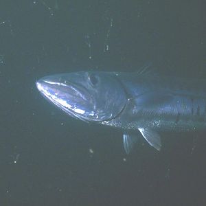 Barracuda on the Rig Dive