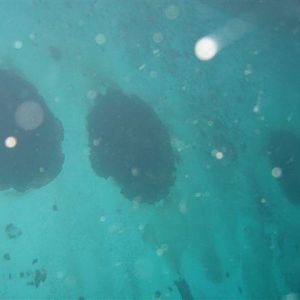 portholes