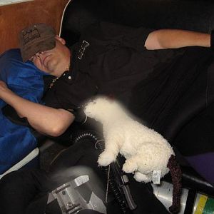 Sleepy cat