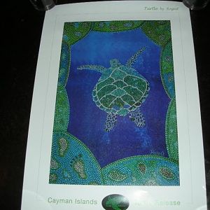 Turtle Pic