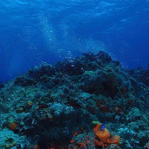 The Reef - She lives