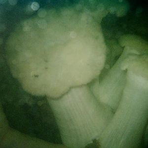 Metridiums