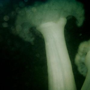 Metridiums