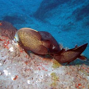 Angel Fish 2
