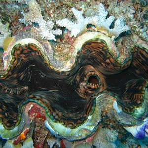 Giant Clam (open)