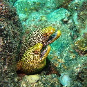 Honeycomb Morays