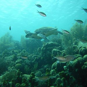 Green Sea Turtle
