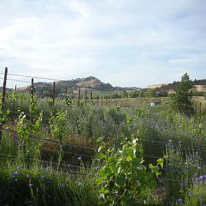 Domaine Carneros
