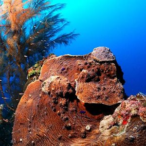 Black Coral