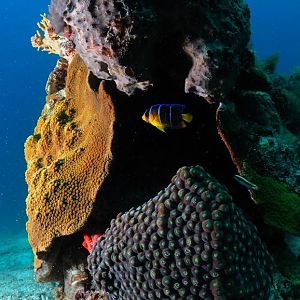 Coral Spire