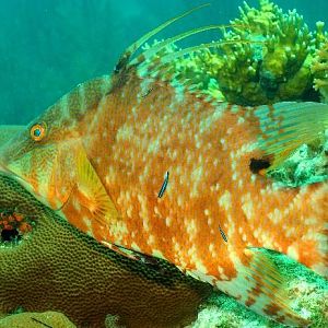 Hogfish (aka lunch)