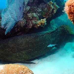 Goliath Grouper
