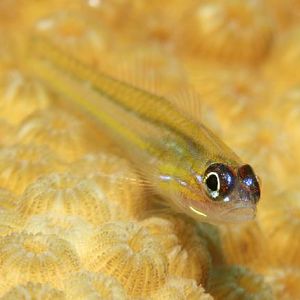 Watchman_Goby.sized