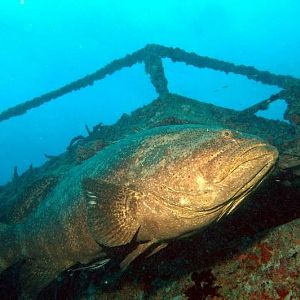 Goliath